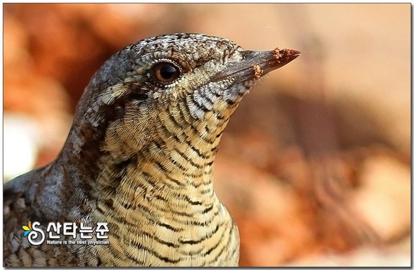 개미잡이(동영상포함)